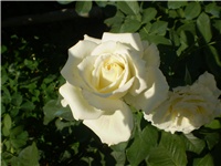 272669b0-Picture 4961.jpg